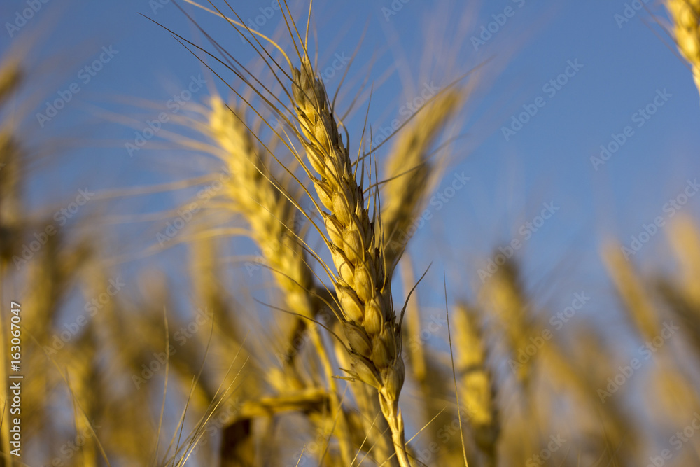 Yellow ripe ears of wheat in a closeup field Yellow ripe ears of wheat in a closeup field