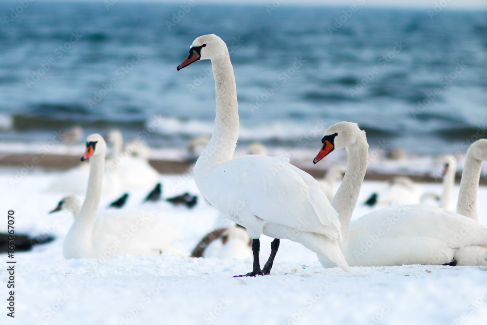 Fototapeta premium White swans on the snow at the Baltic sea in Poland