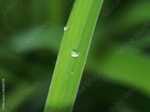 A drop of dew on a green blade of grass.