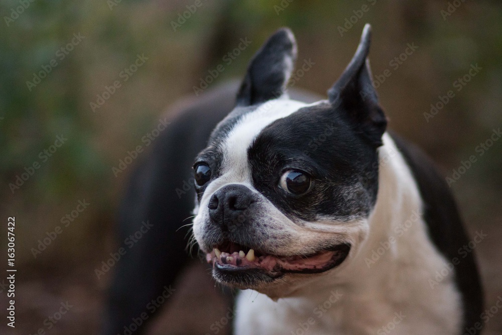 Boston Terrier Dog Smile