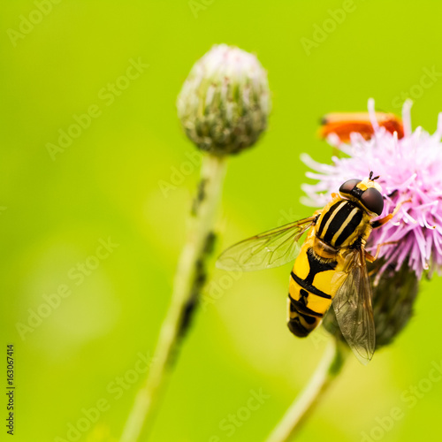 Schwebfliege auf Distelblüte