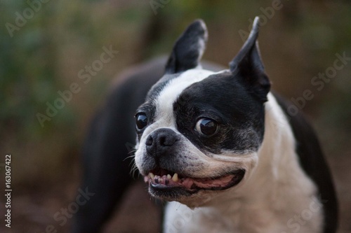 Fototapeta Naklejka Na Ścianę i Meble -  Boston Terrier Dog Smile