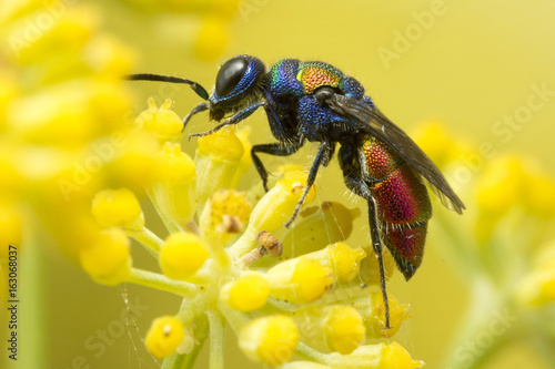 Cuckoo wasp. It lays its eggs in other wasps's nest hence its name.