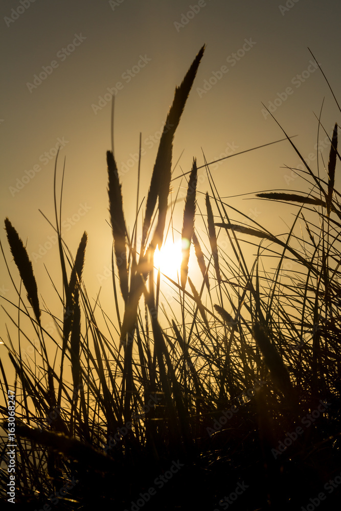 Lyme grass in silhouette against the setting sun Lyme grass in silhouette against the setting sun