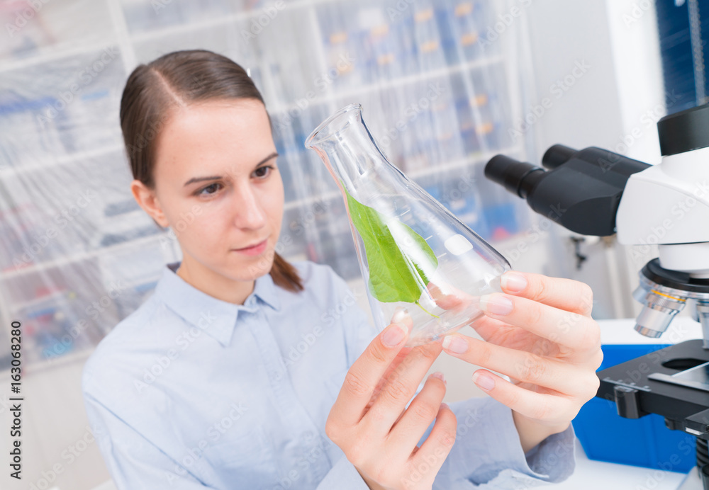 scientific researcher looking at a lab flask tube with green plant leaf in a laboratory. scientific researcher looking at a lab flask tube with green plant leaf in a laboratory.