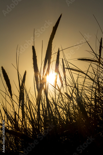 Lyme grass in silhouette against the setting sun photo