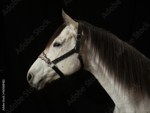 Sassy on Black Backdrop 2 - color
