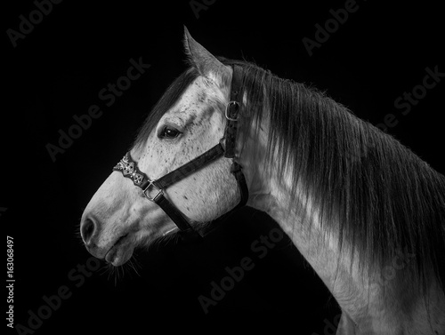 Sassy on Black Backdrop 2 - black and white