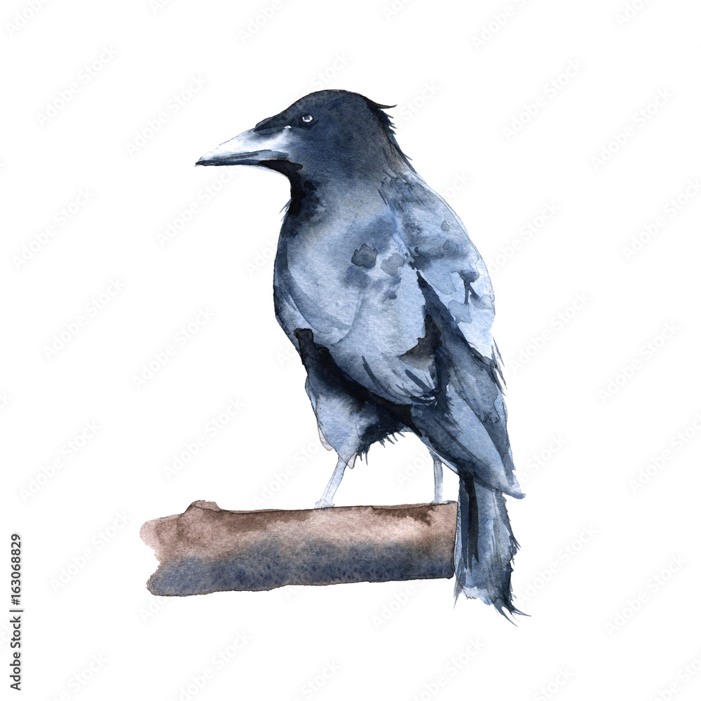 Fototapeta premium lack Raven. Isolated on white background. 