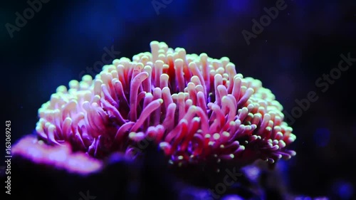 stony coral  photo