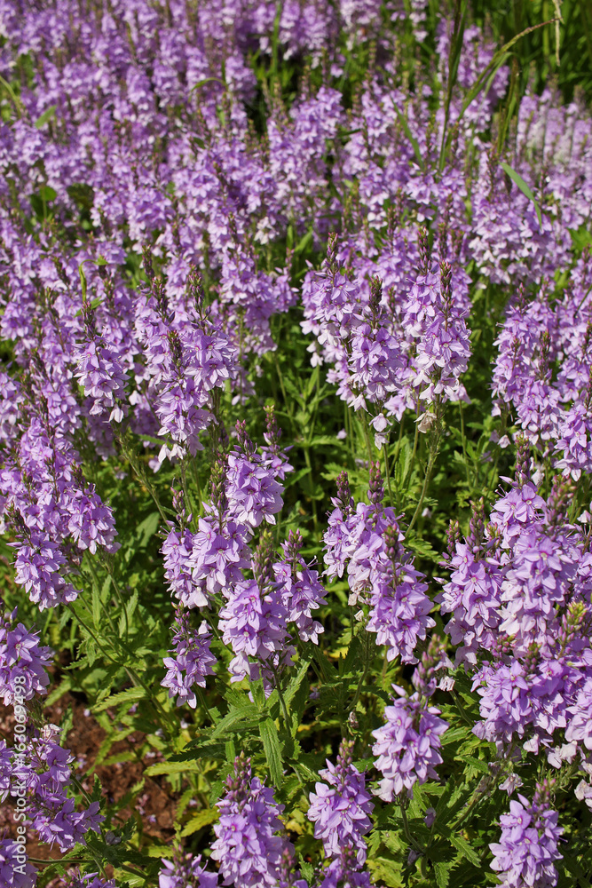Veronica teucrium flowers Veronica teucrium flowers