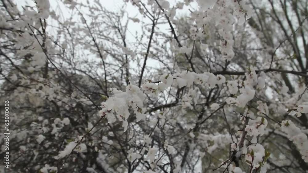 A lot of snow after the storm at the blossem branches A lot of snow after the storm at the blossem branches