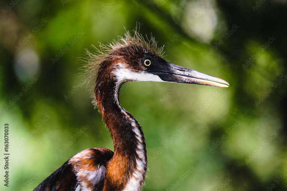 Juvenile Tricolor Heron