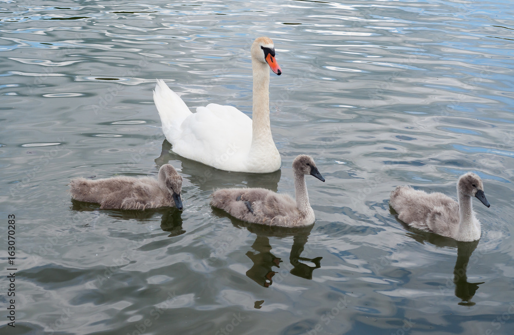 Fototapeta premium The family of swans is one big white beautiful adult swan (Cygnus olor) and the gray fluffy chicks at the lake's surface learn to swim and feed.