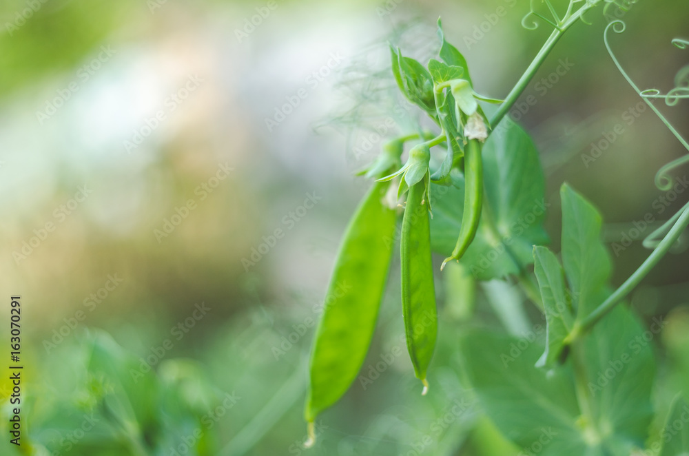 Pods of green peas grow on the garden Pods of green peas grow on the garden