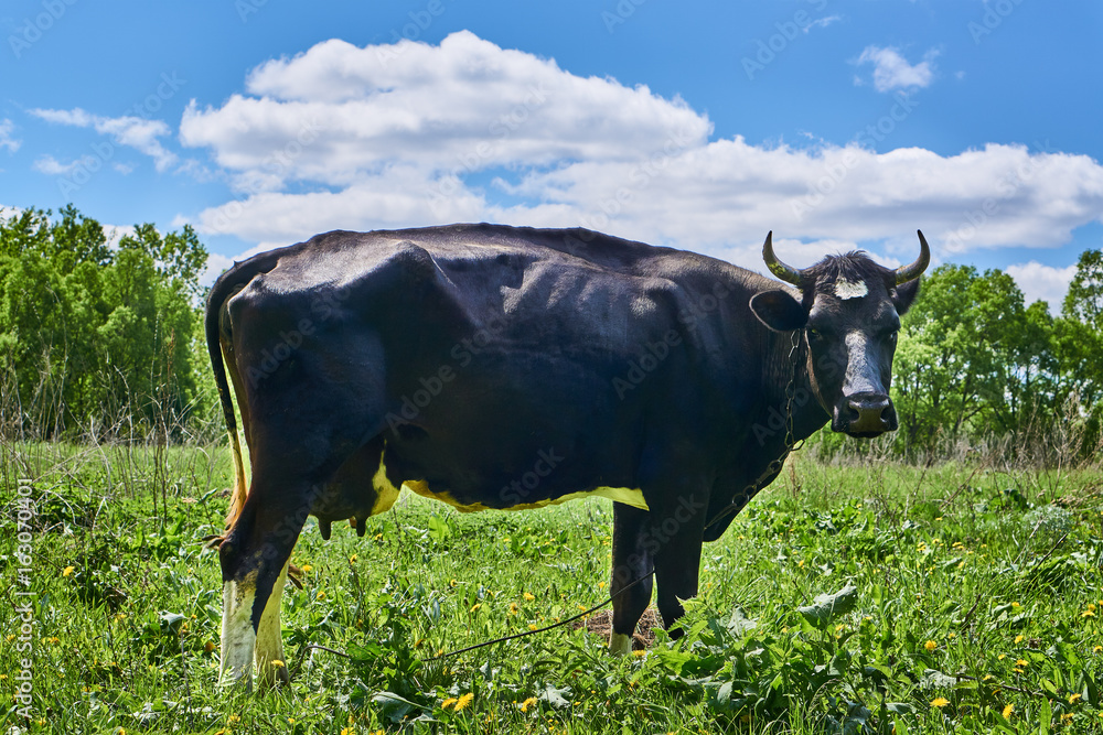 Black cow grazing on a green meadow Black cow grazing on a green meadow