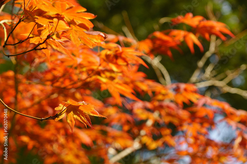 autumn leaves