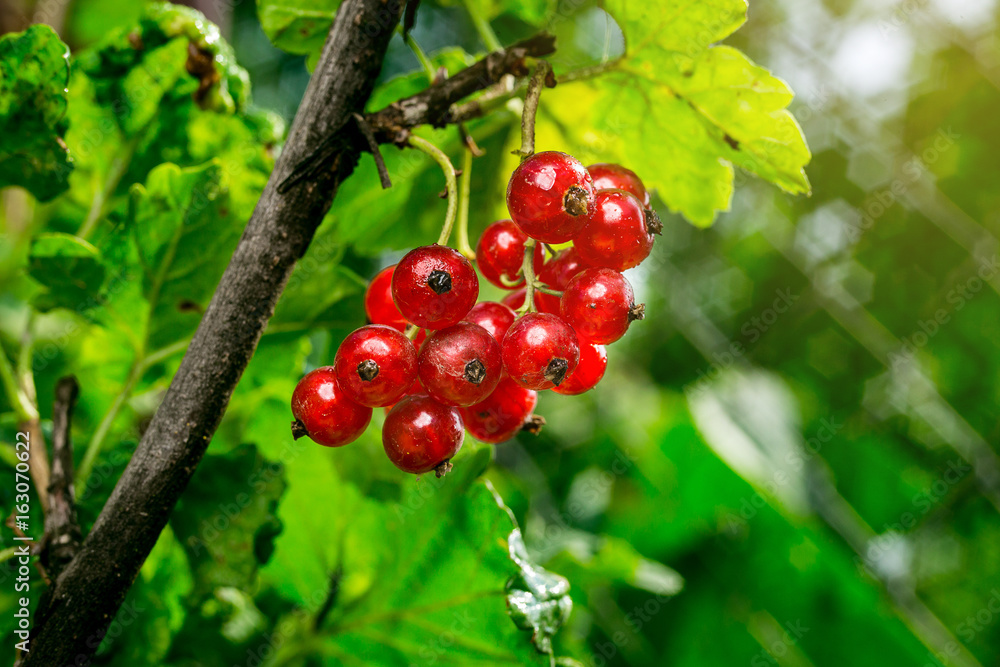 bush of red currant growing in a garden.Background of red currant. Ripe red currants close-up as background. Harvest the ripe berries of red currants.Summer Harvest bush of red currant growing in a garden.Background of red currant. Ripe red currants close-up as background. Harvest the ripe berries of red currants.Summer Harvest