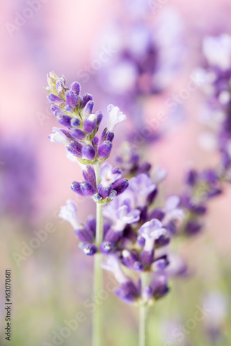 Lavender flowers.