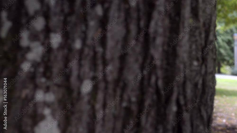 Happy Little Girl Peeks Out From Behind Big Tree, Then Hides Again Happy Little Girl Peeks Out From Behind Big Tree, Then Hides Again