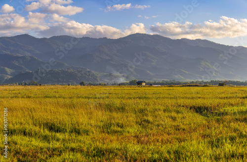 Rice field in the countryside near Muang Sing, Laos