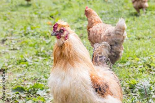 gold silkie rooster on grass