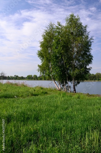 Fototapeta Naklejka Na Ścianę i Meble -  brzozy nad jeziorem