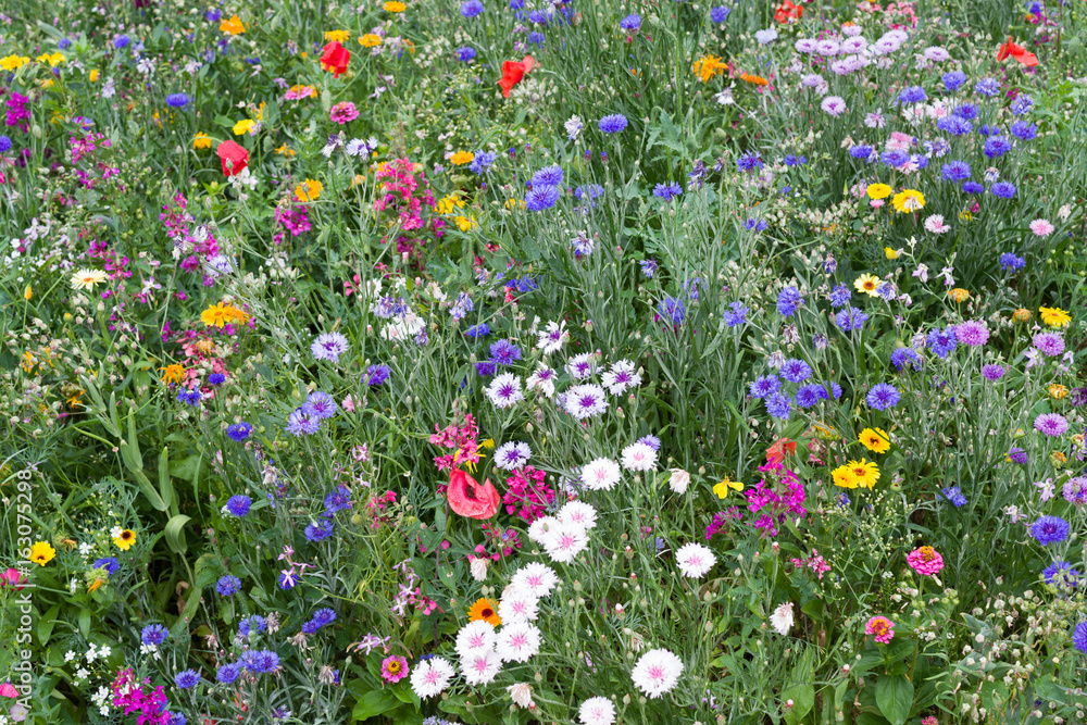 Mixed colorful flowers on meadow Mixed colorful flowers on meadow