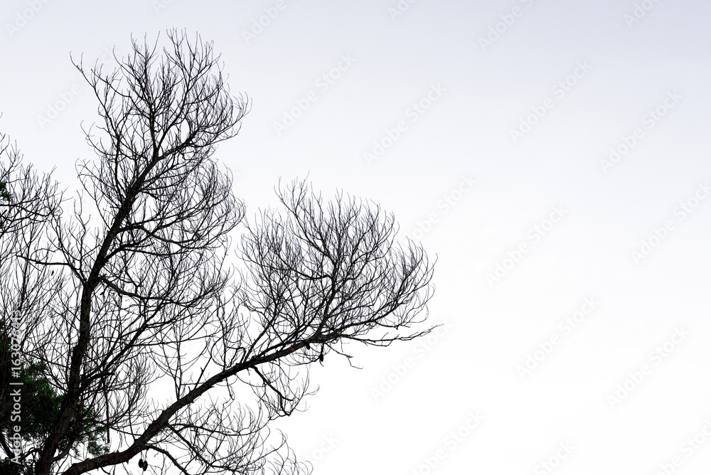 tree branch silhouette on a white background tree branch silhouette on a white background