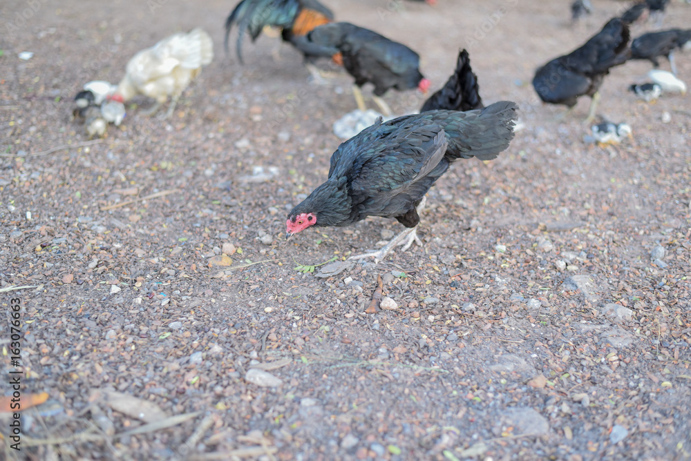 Fototapeta premium Chickens are eating food in thailand