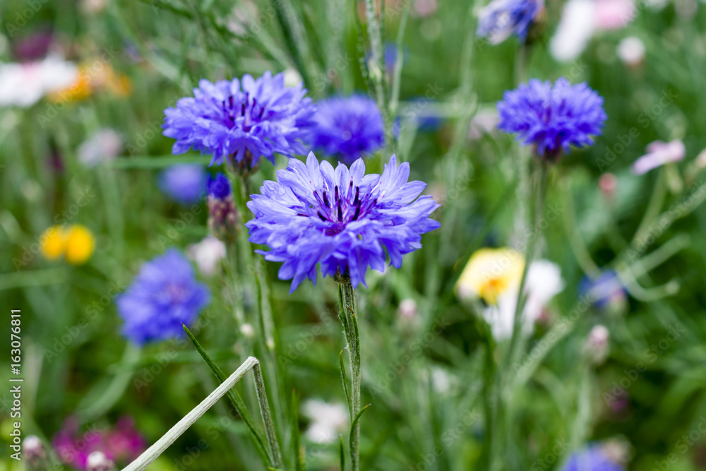 Blue and purple flowers with other flowers in the background Blue and purple flowers with other flowers in the background