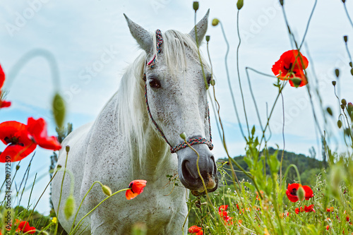 Fototapeta Naklejka Na Ścianę i Meble -  Beautiful white horse in a field  poppies