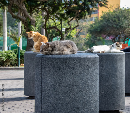 Canvas Print Cats at Kennedy Park (The Cat's Park) in Miraflores District - Lima, Peru