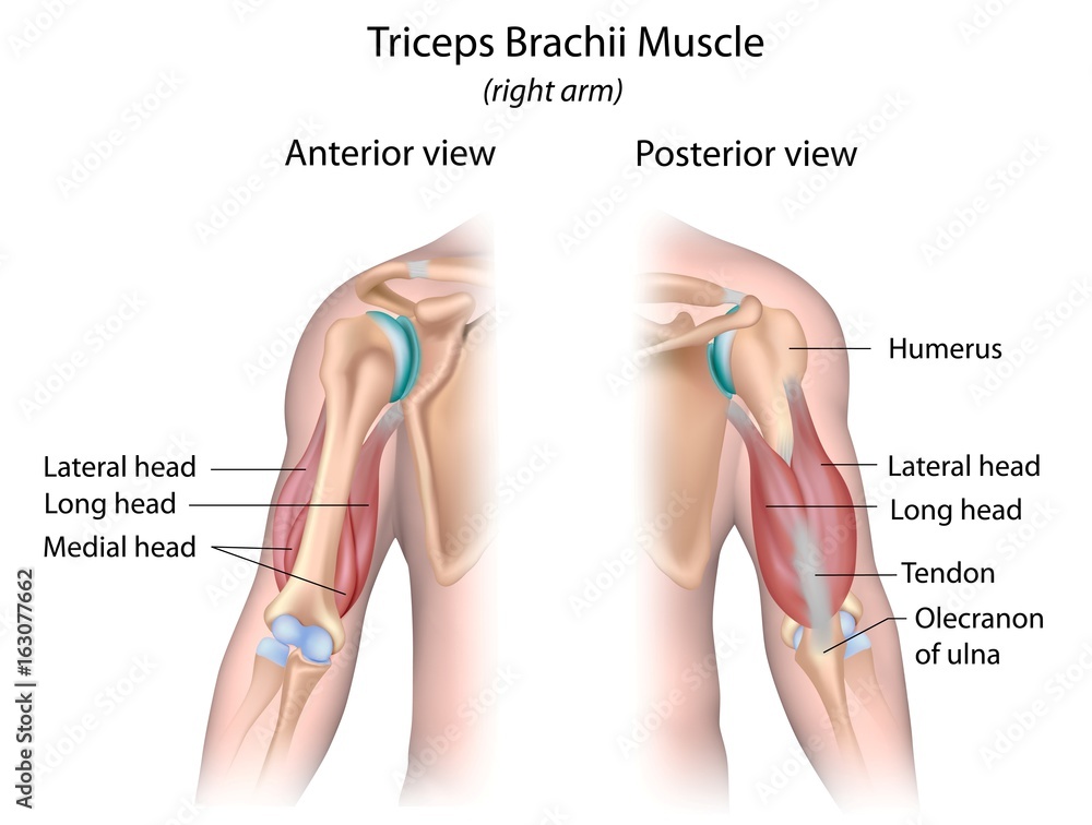 Triceps Brachii Muscle Triceps Brachii Muscle