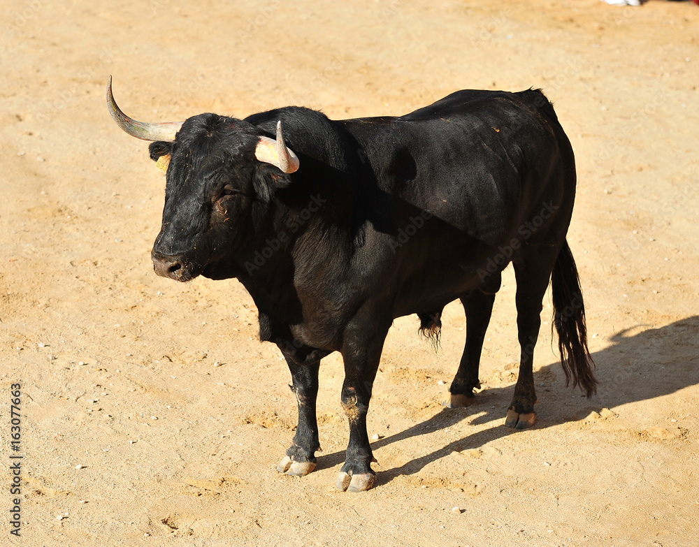 toro toro