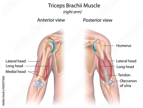 Triceps brachii muscle, labeled. photo