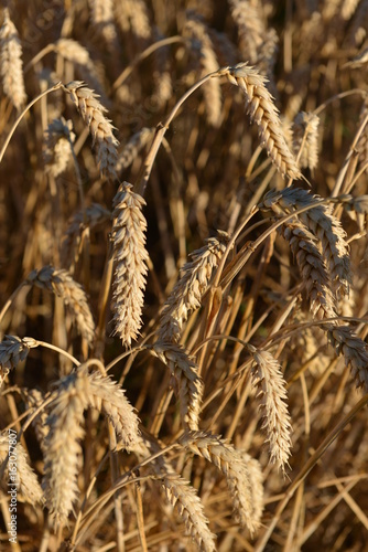 Campo di grano