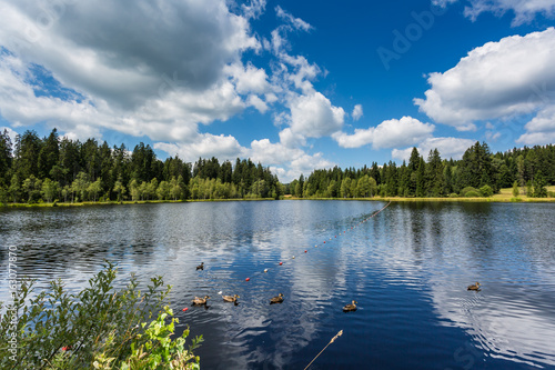 Fototapeta Naklejka Na Ścianę i Meble -  panoramic view of lake with buoys and ducks