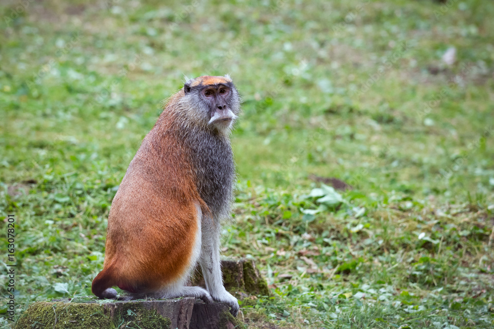 Fototapeta premium Patas monkey also known hussar monkey sitting on a tree trunk