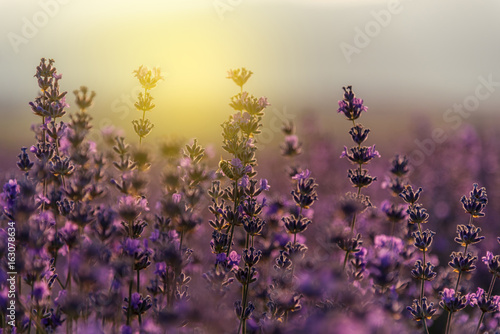 Fototapeta Naklejka Na Ścianę i Meble -  Blooming lavender in a field at sunset