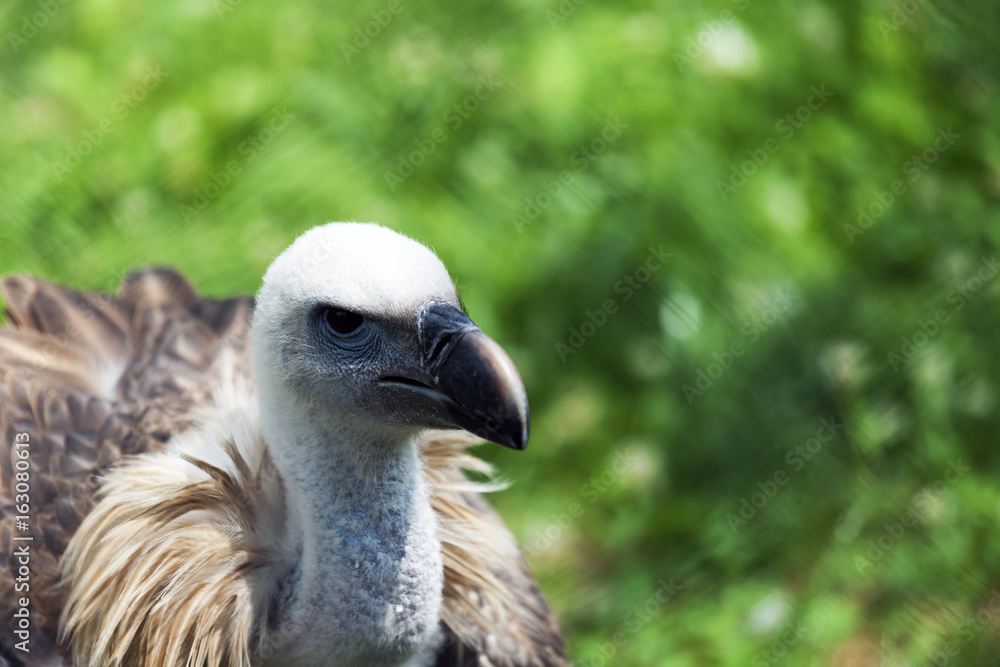 Griffon vulture (Gyps fulvus)carefully looks around and looks for food for himself Griffon vulture (Gyps fulvus)carefully looks around and looks for food for himself