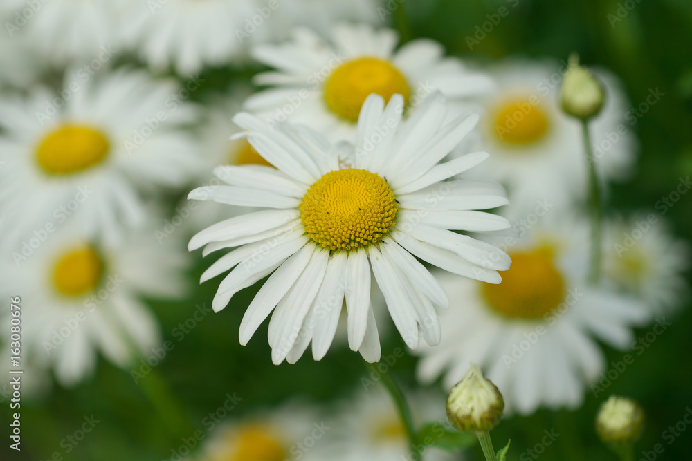 Fototapeta premium Daisy chamomile flowers field in garden, medow of daisies