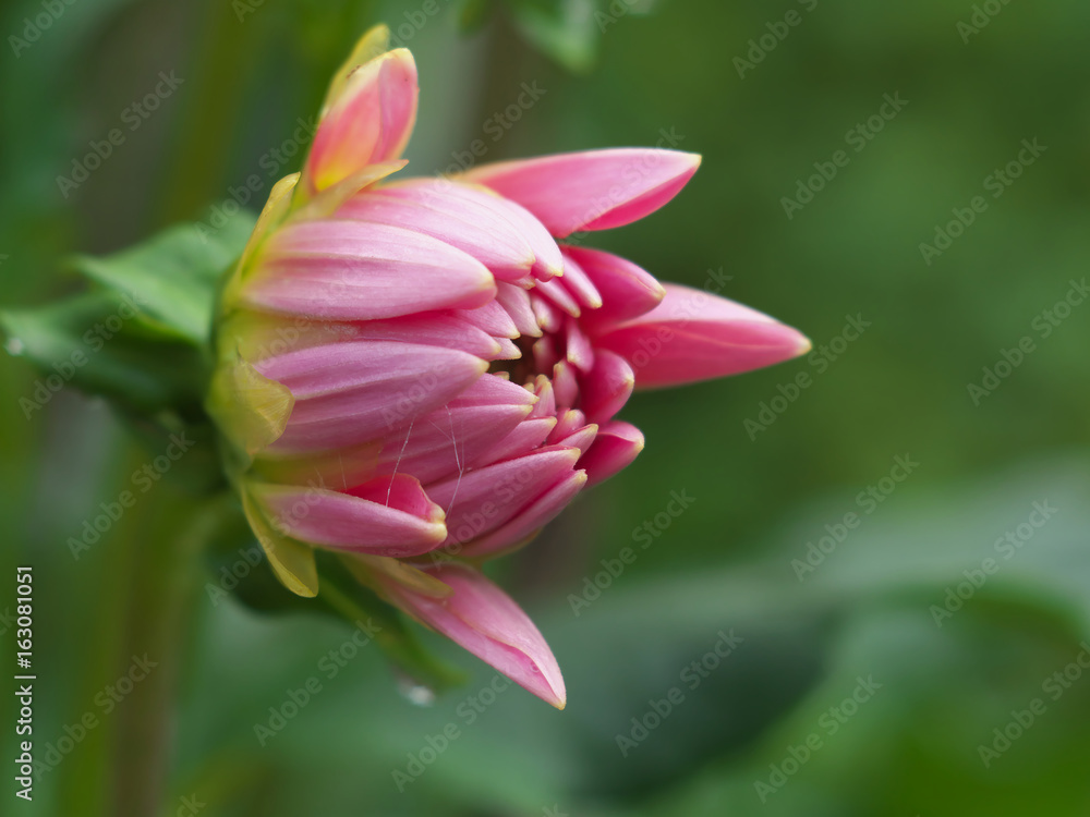 Pink Dahlia flower bud macro photo in summer garden Pink Dahlia flower bud macro photo in summer garden