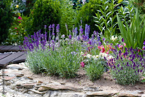 Fototapeta Naklejka Na Ścianę i Meble -  summer flowers in the garden  - lavender 