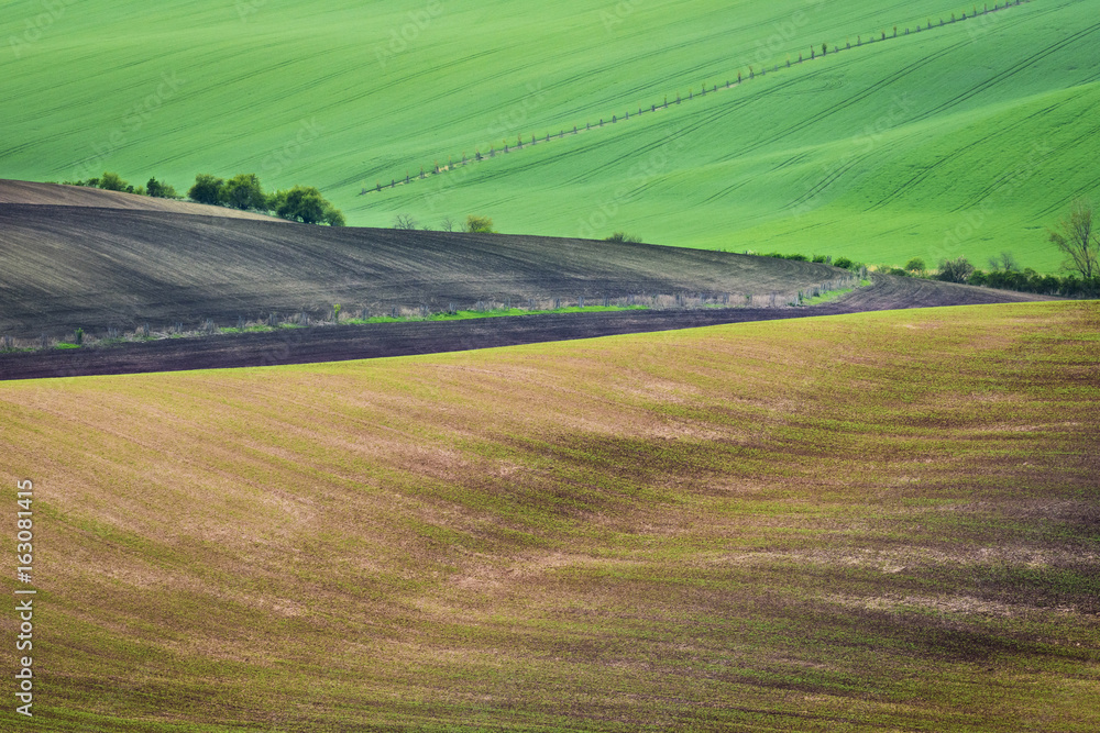 Wavy hills during spring time in South Moravia