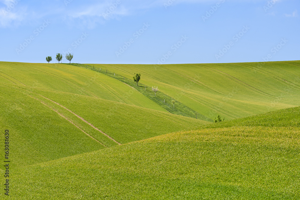 Field of green grain and cloudy blue sky Field of green grain and cloudy blue sky