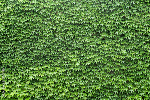 wall of leafs vine full green texture background garden foliage nature pattern