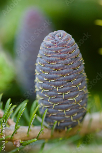 close up of pine cones 