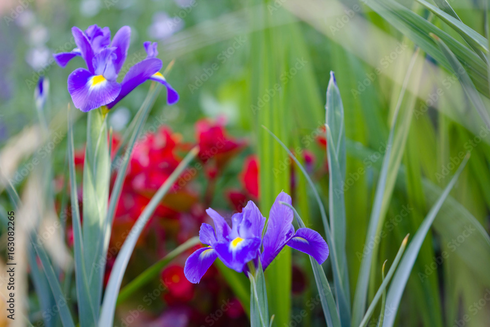 blue dutch iris growing in the garden blue dutch iris growing in the garden