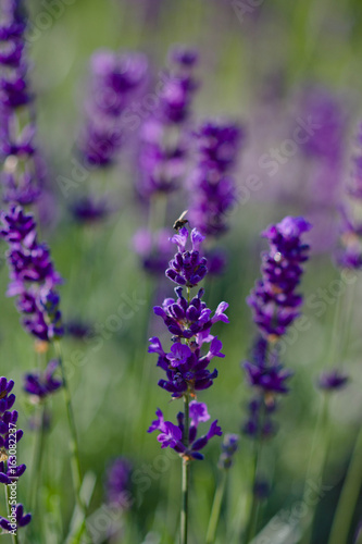 summer flowers in the garden  - lavender 